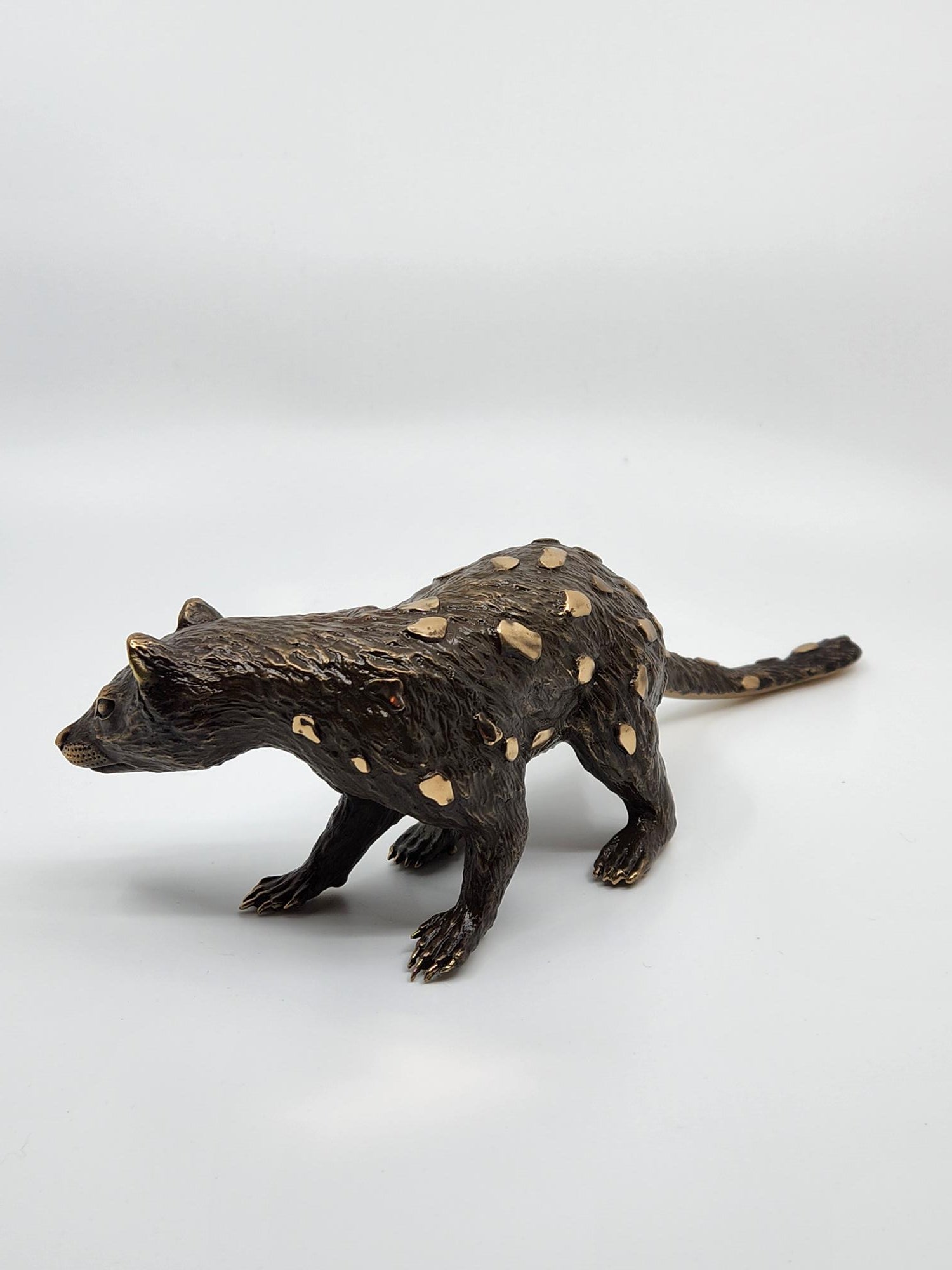 Bronze Quoll