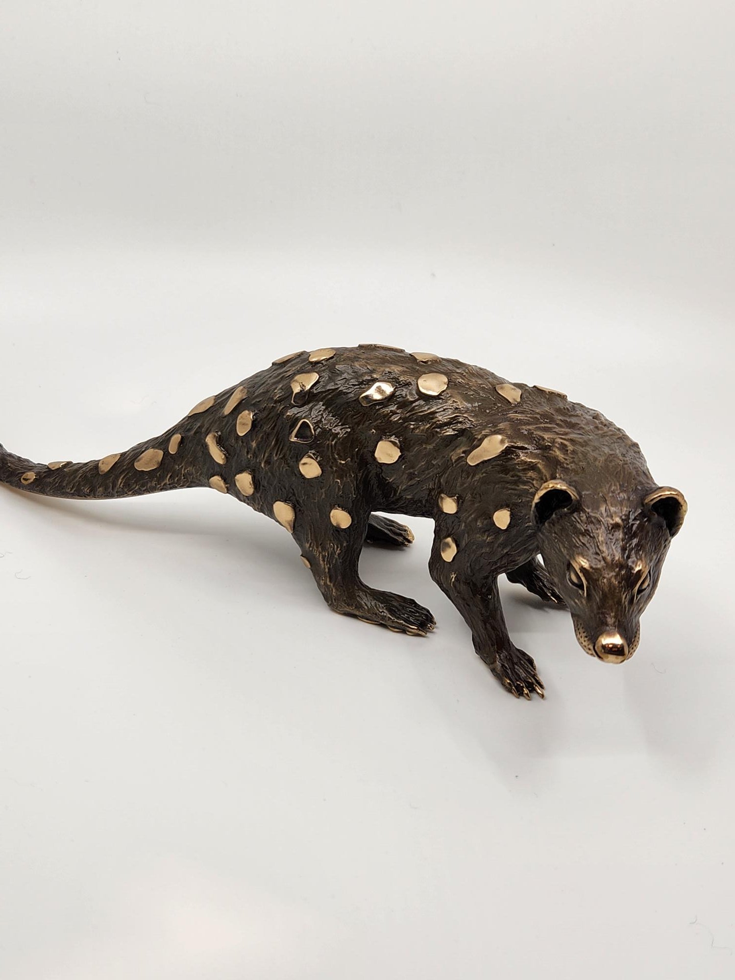 Bronze Quoll