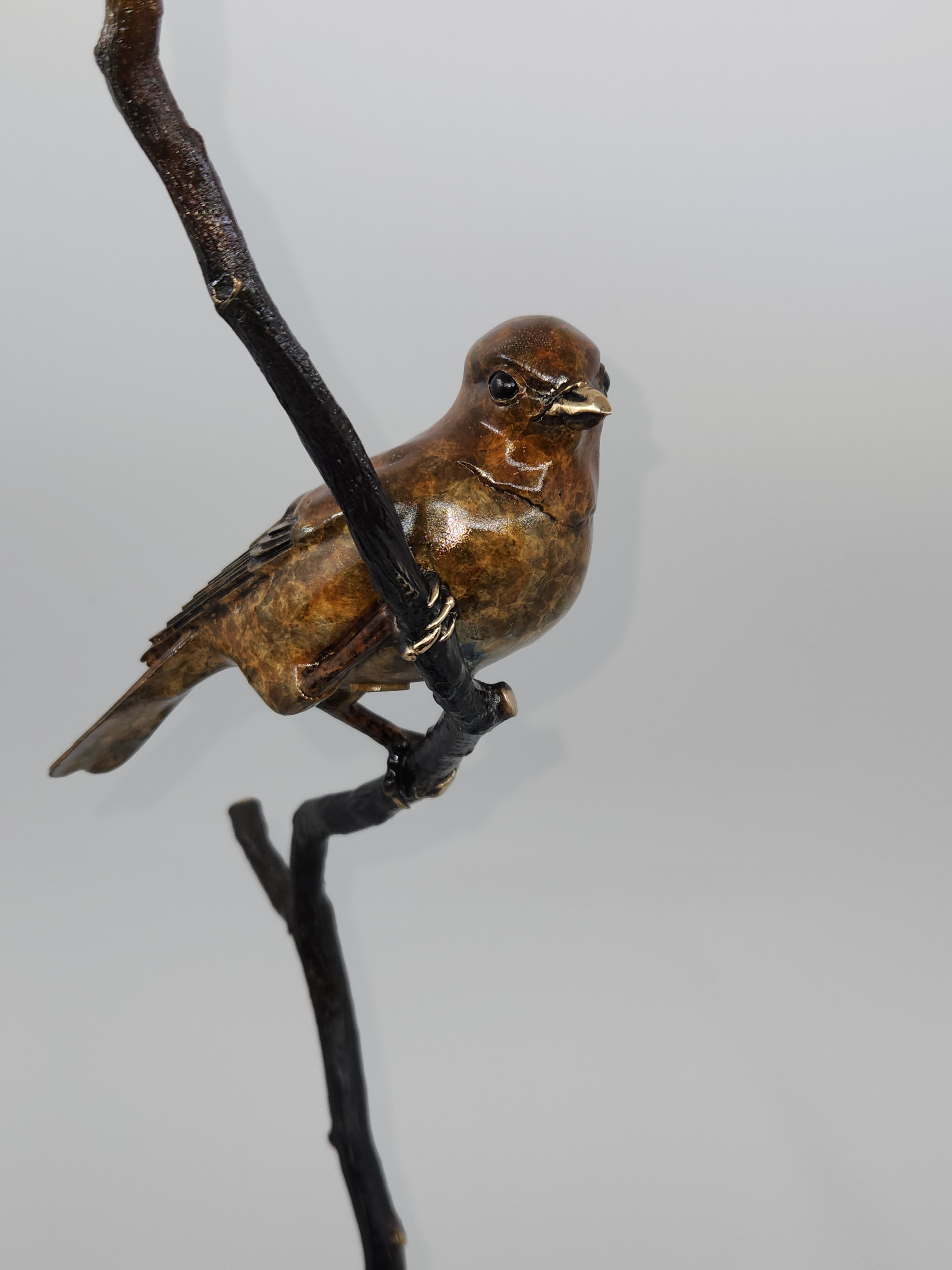Robin on a Branch