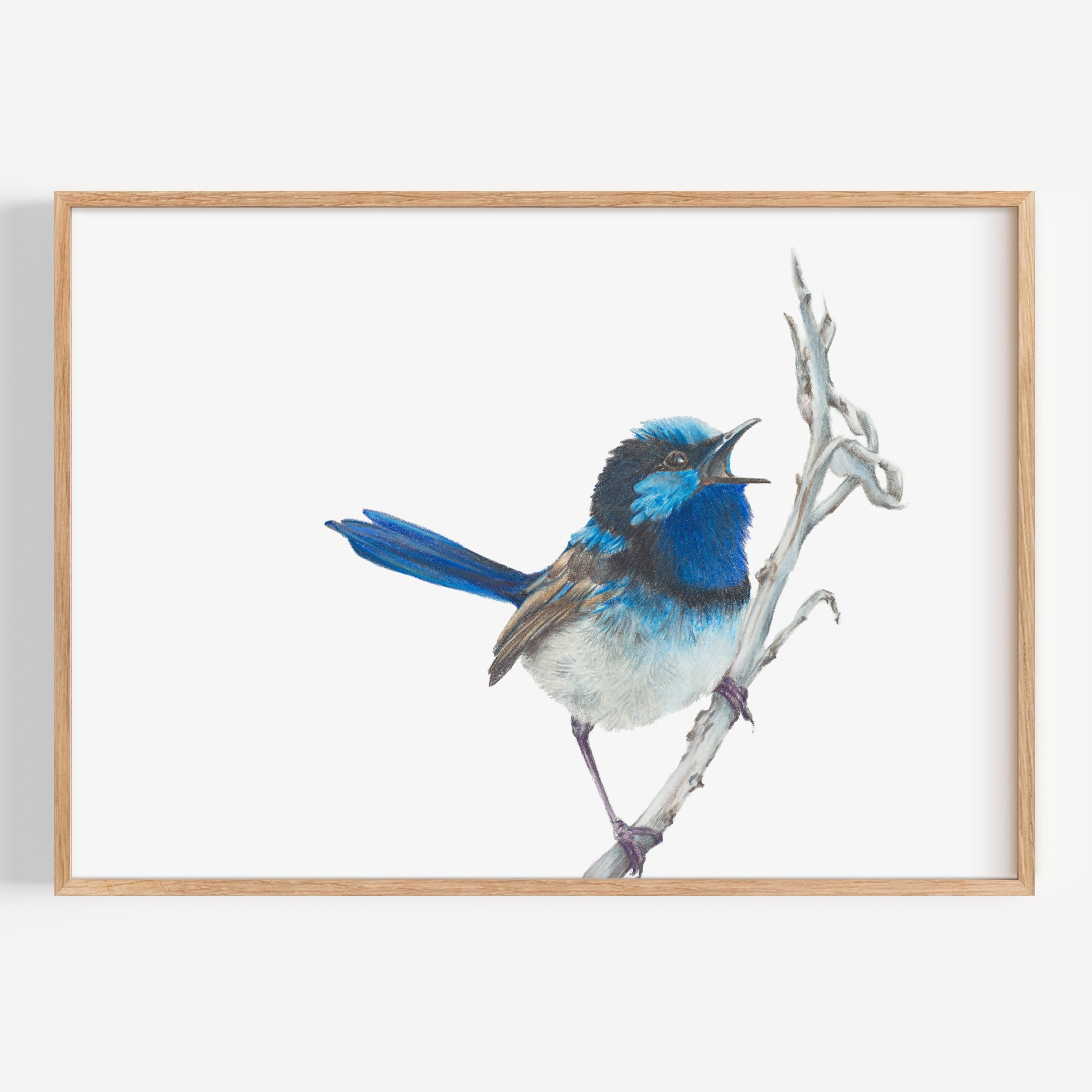 Blue Wren Fine Art Print