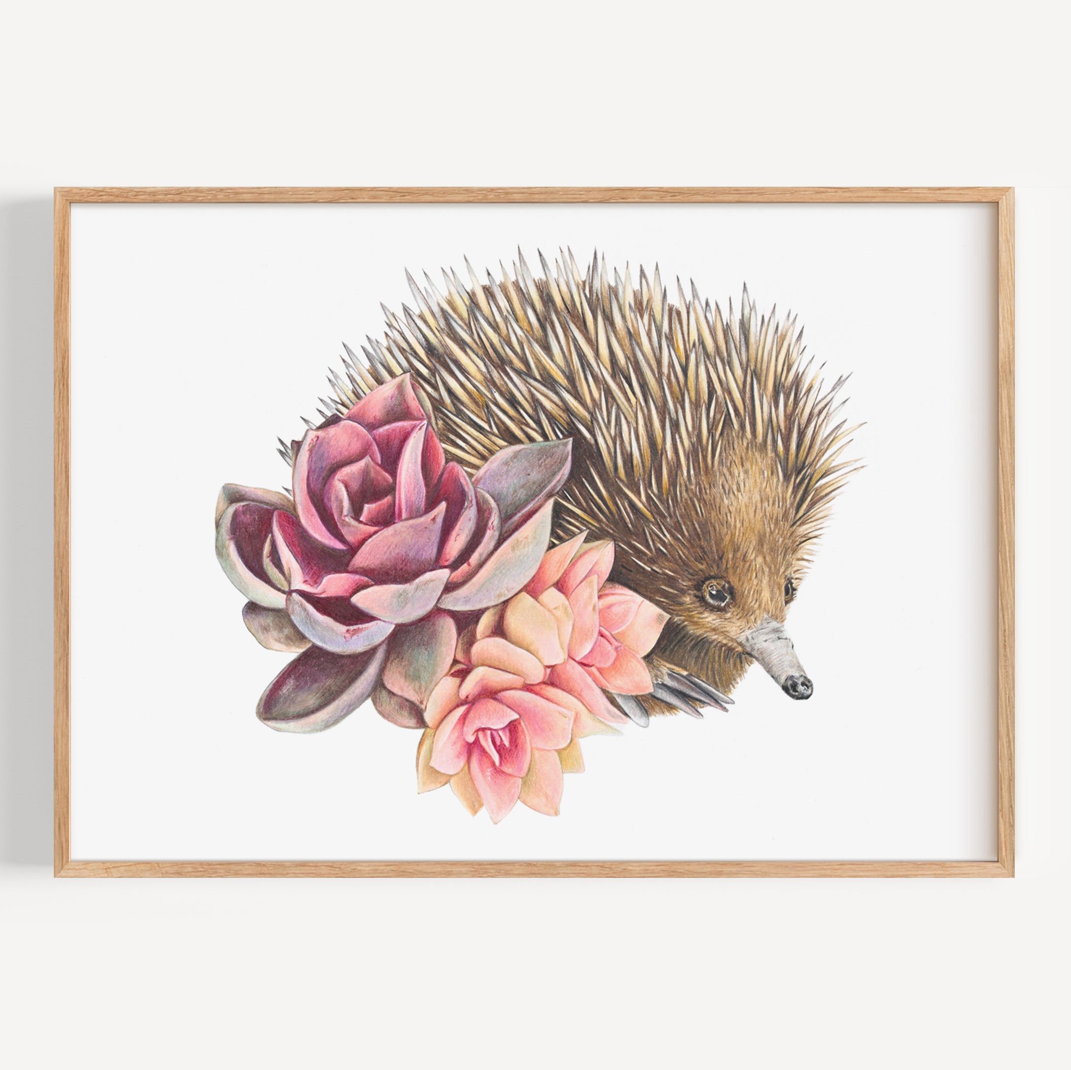 Short Beaked Echidna Fine Art Print